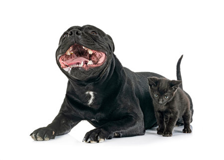 staffordshire bull terrier and kitten in front of white background