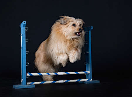 Pyrenean Sheepdog in front of black backgroundの写真素材