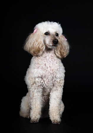 white poodle in front of black backgroundの写真素材