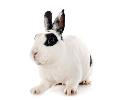 Rex rabbit in front of white backgroundの写真素材