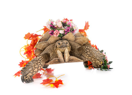 African spurred tortoise in front of white backgroundの写真素材