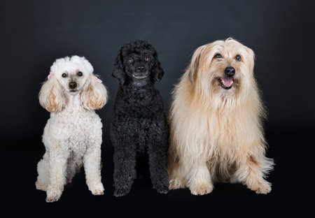 poodle and pyrenean sheepdog in front of black backgroundの写真素材