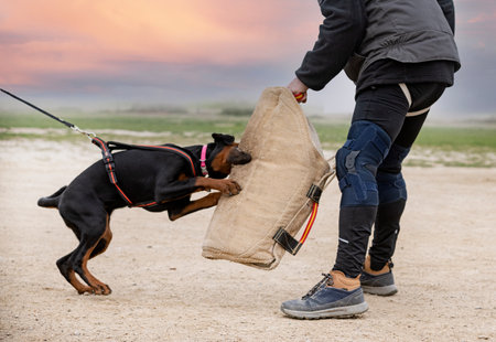 young doberman pinscher training for protection in the natureの写真素材