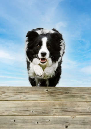 training for a border collie on a fence for obedience disciplineの写真素材