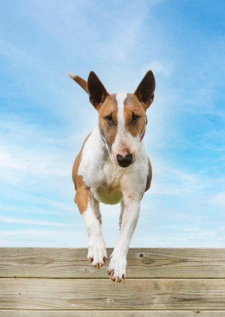 training for a bull terrier on a fence for obedience disciplineの写真素材