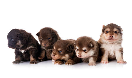 young Finnish Lapphunds in front of white backgroundの写真素材