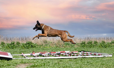 young belgian shepherd training in the nature for securityの写真素材
