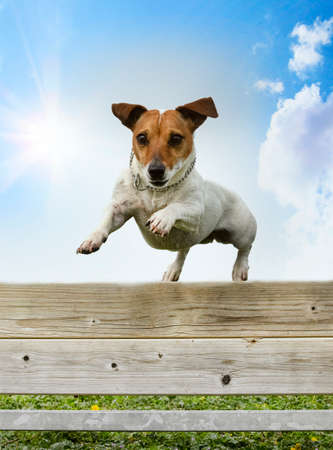 training for a jack russel terrier on a fence for obedience disciplineの写真素材
