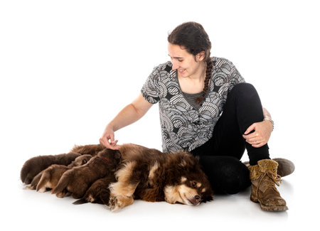 young Finnish Lapphund in front of white background
