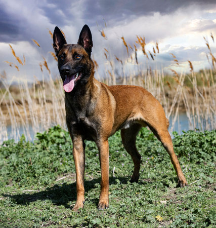 young belgian shepherd training in the nature for security