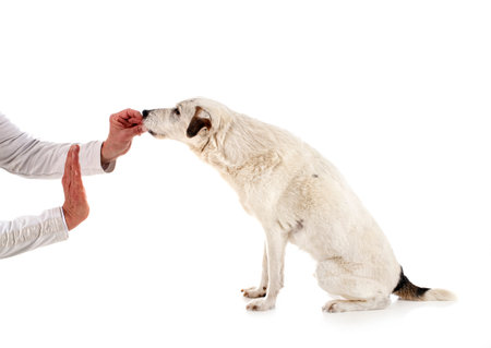 parson russell terrier in front of white background