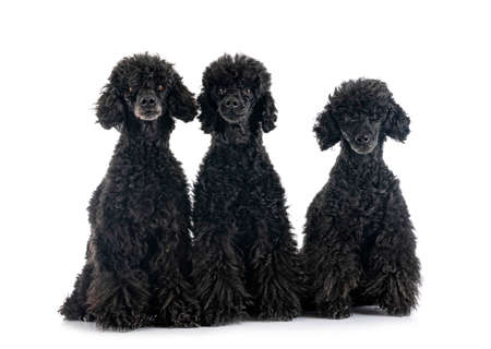 black poodles in front of white backgroundの写真素材