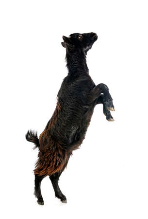 billy goat in front of white backgroundの写真素材