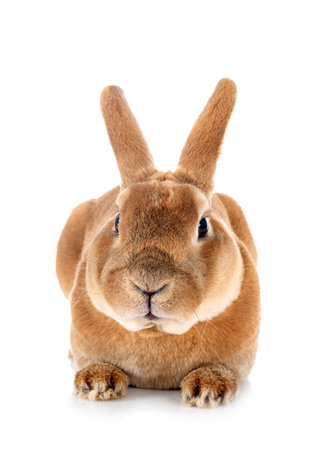Rex rabbit in front of white backgroundの写真素材