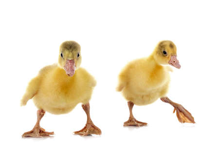 young gosling in front of white backgroundの写真素材