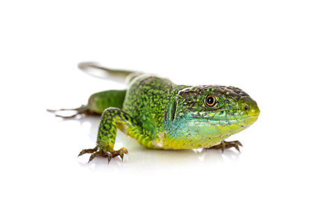 Western green lizard in front of white background
