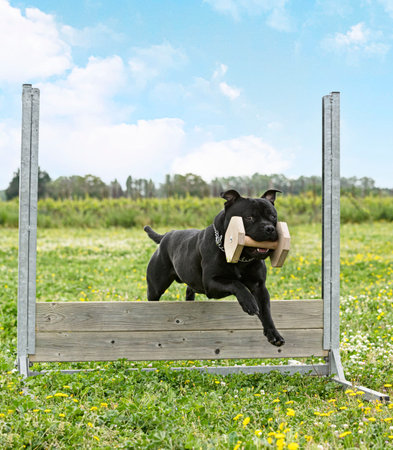 young staffordshire bull terrier training his holding object