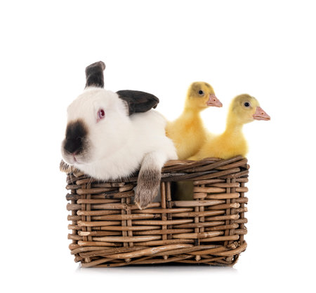 Californian rabbit and gosling in front of white background