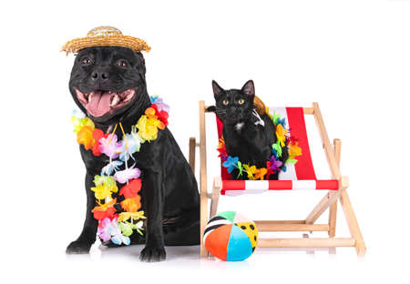 staffordshire bull terrier and cat in front of white backgroundの写真素材