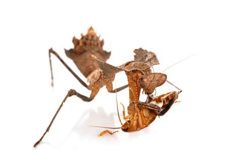 Deroplatys desiccata in front of white backgroundの写真素材