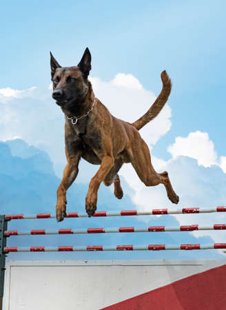 young belgian shepherd training in the nature for securityの写真素材
