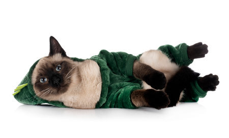 siamese cat in front of white backgroundの写真素材