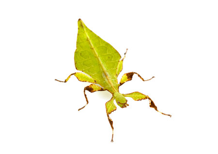 stick insect in front of white background