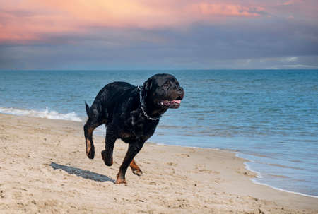 running male rottweiler on the beach in summerの写真素材