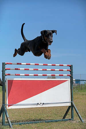 young doberman pinscher training for protection in the natureの写真素材