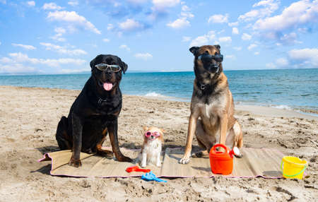rottweiler, malinois and chihuahua on the beach in summerの写真素材
