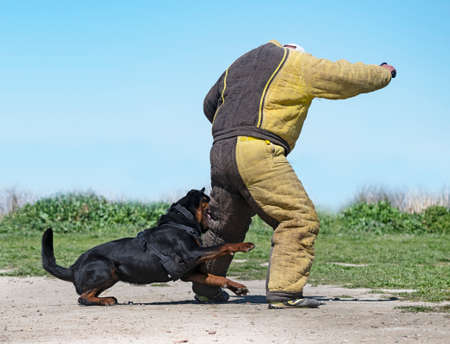 young rottweiler training for protection sport and policeの写真素材