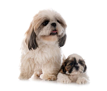 family of Shih Tzu in front of white backgroundの写真素材