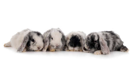 mini lops in front of white backgroundの写真素材