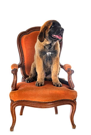 Leonberger puppy in front of white backgroundの写真素材