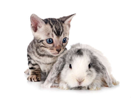 mini lop and bengal kitten in front of white backgroundの写真素材