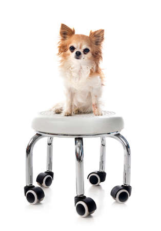 little chihuahua in front of white backgroundの写真素材