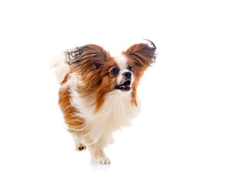 butterfly dog in front of white backgroundの写真素材