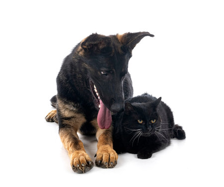 young german shepherd and cat in front of white background