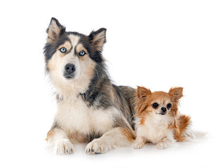 siberian husky and chihuahua in front of white background