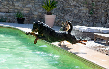 young rottweiler playing and swimming in a swimming poolの写真素材