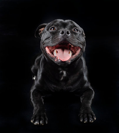staffordshire bull terrier in front of black backgroundの写真素材