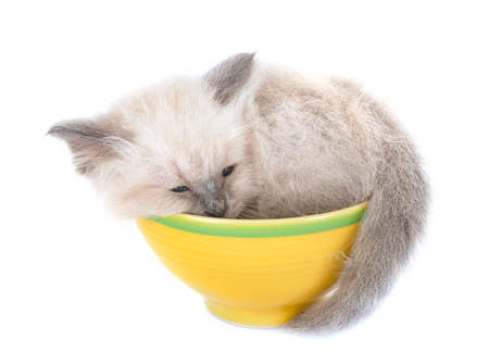 birman kitten in front of white backgroundの写真素材