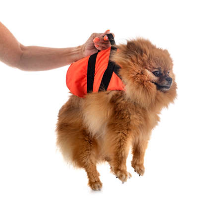 young pomeranian and life jacket in front of white backgroundの写真素材