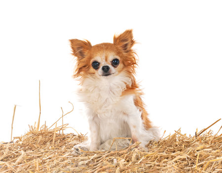 little chihuahua in front of white backgroundの写真素材