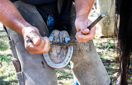 Farrier with horse hoof working close up