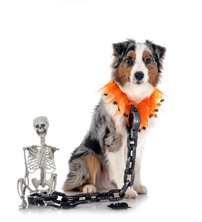 australian shepherd in front of white backgroundの写真素材