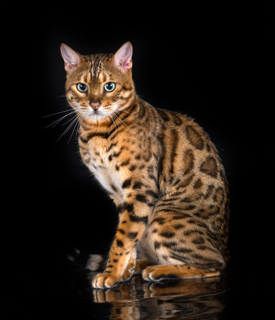 bengal cat in front of black background