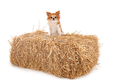 little chihuahua in front of white backgroundの写真素材