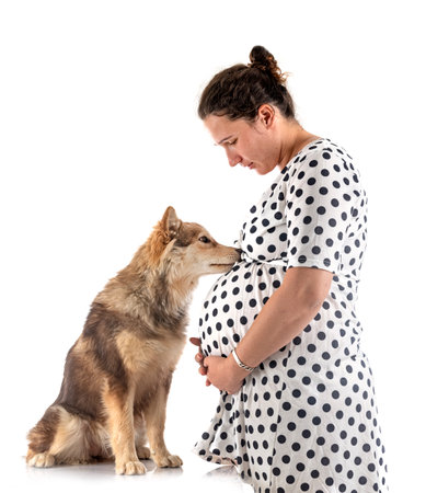 Finnish Lapphund and pregnant owner in front of white backgroundの写真素材