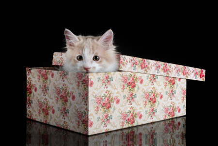 young Kurilian Bobtail in front of black backgroundの写真素材